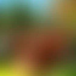 Test Donkey Kong Country Returns HD