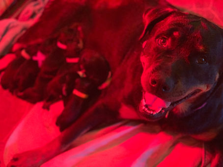 "C" Litter Update!!!! Born 6/10/2020