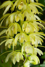 Eria scabrilinguis ©Stephan Gale.jpeg
