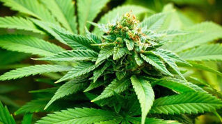 Cannabis ou Marijuana ?
