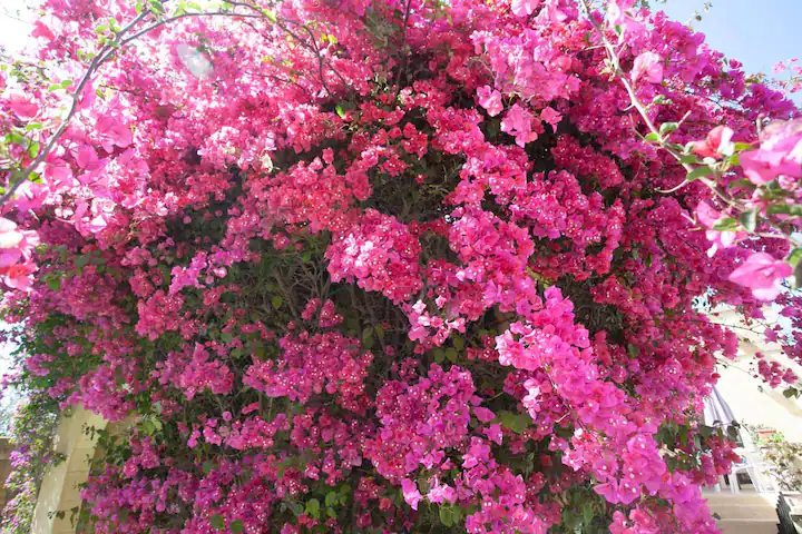 Bougainvilla.webp