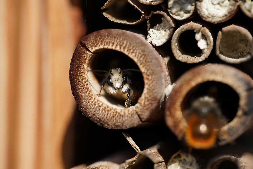 Fête de l’Abeille et Fête de la Nature au CCA
