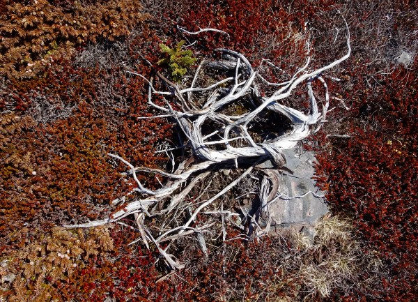 And a ghostly root of another tuckamore.