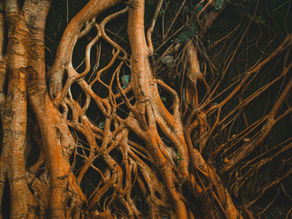 Tangled Roots
