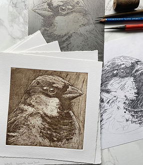 jenny mccabe sparrow study 1 sketch plate and print.jpeg
