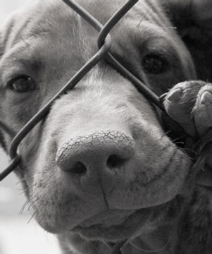 puppy mill.jpg