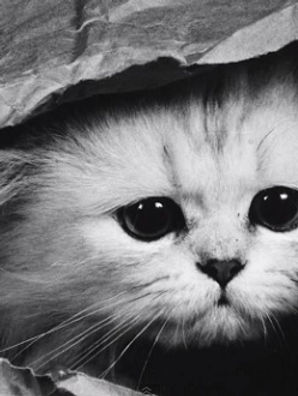 fakeafcat.jpg