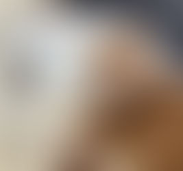 事務所猫の誕生日