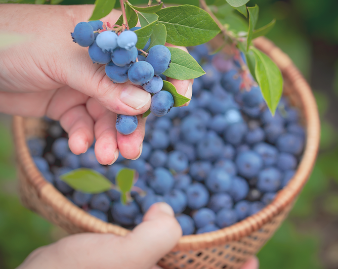 Organic Blueberries_edited.png