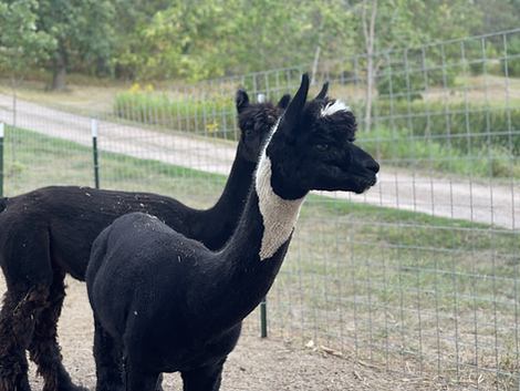 Two black alpacas