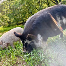 Two Kunekune pigs grazing in the yard. One is cream colored and one is black and white.