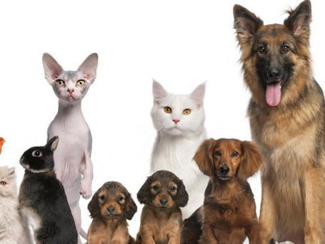 Franchise animalerie : Entreprenez sur un secteur porteur !