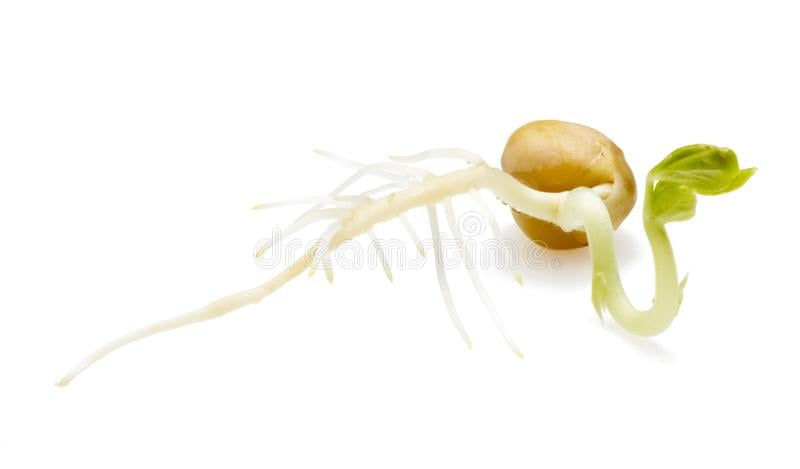 ree