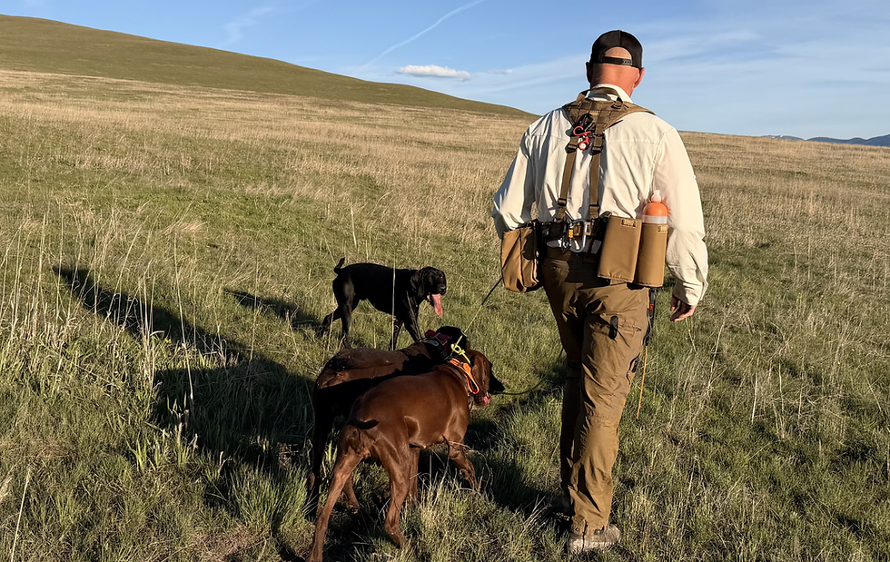 Step-by-Step Summer Heat Protection Guide: What Every Gun Dog Handler Must Know Before It's Too Late