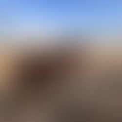 Lewis Dog Boots: Serious Paw Protection for Hard-Working Gun Dogs