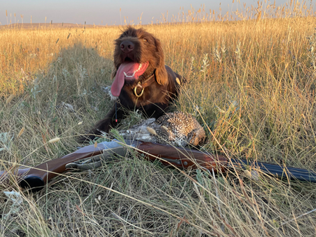 Step-by-Step Summer Heat Protection Guide: What Every Gun Dog Handler Must Know Before It's Too Late