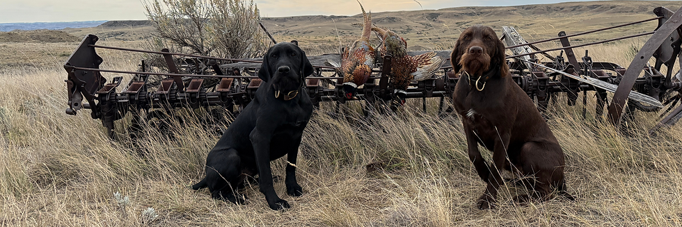 Black Mesa Gun Dog Supply Kennels