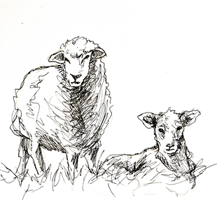 A sketch of a pair of sheep