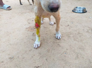 Animal exploitation in TN