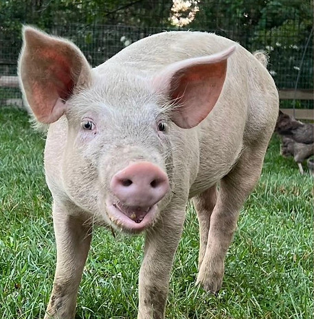 kelly Sunrise sanctuary