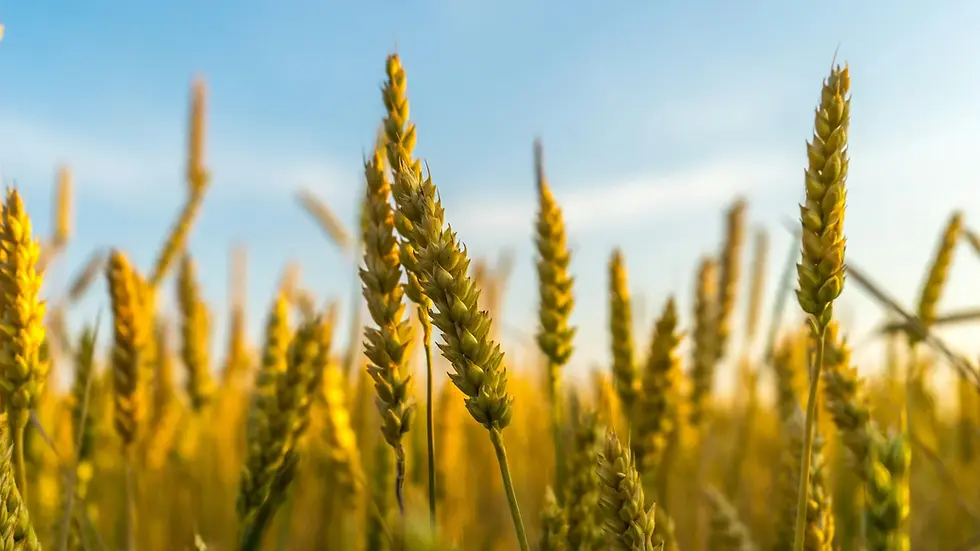 Cheap Russian Wheat Is Coming. Mongolia's Farmers Are Not Ready for It.