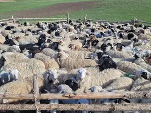 Mongolia Plans Halal Meat Exports To Central Asia