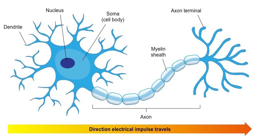 The structure of a neuron
