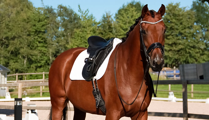 Bonefeld's Touch of Romance