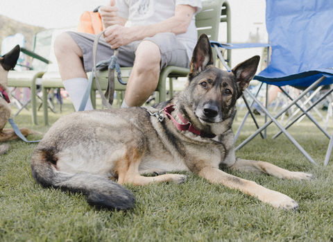 palm springs animal shelter pet costume contest curious dog 