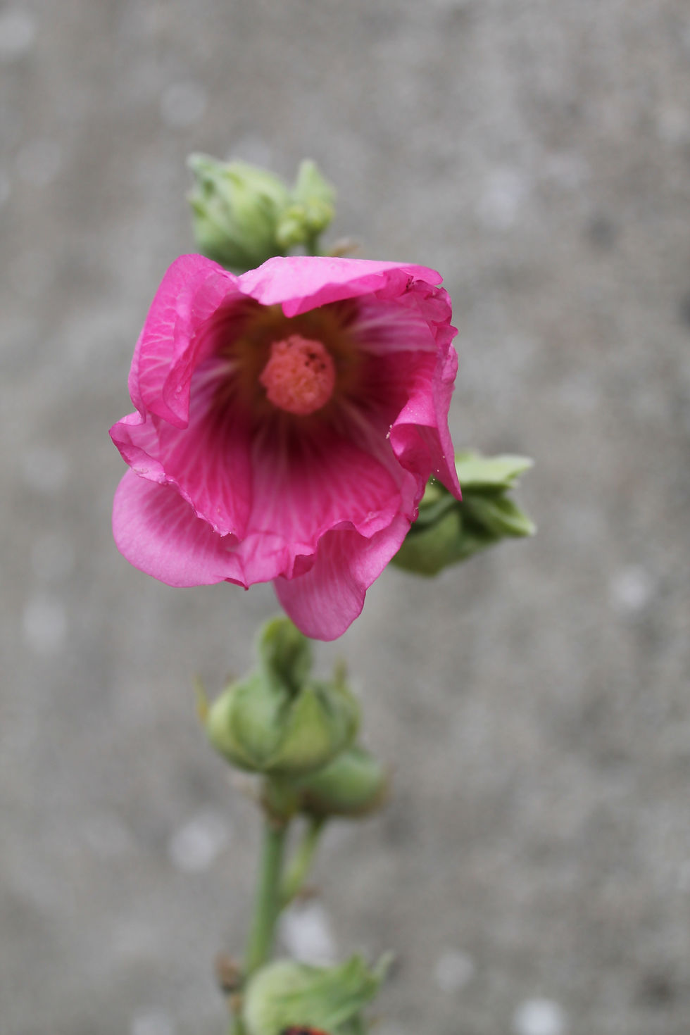 Rose trémière du jardin