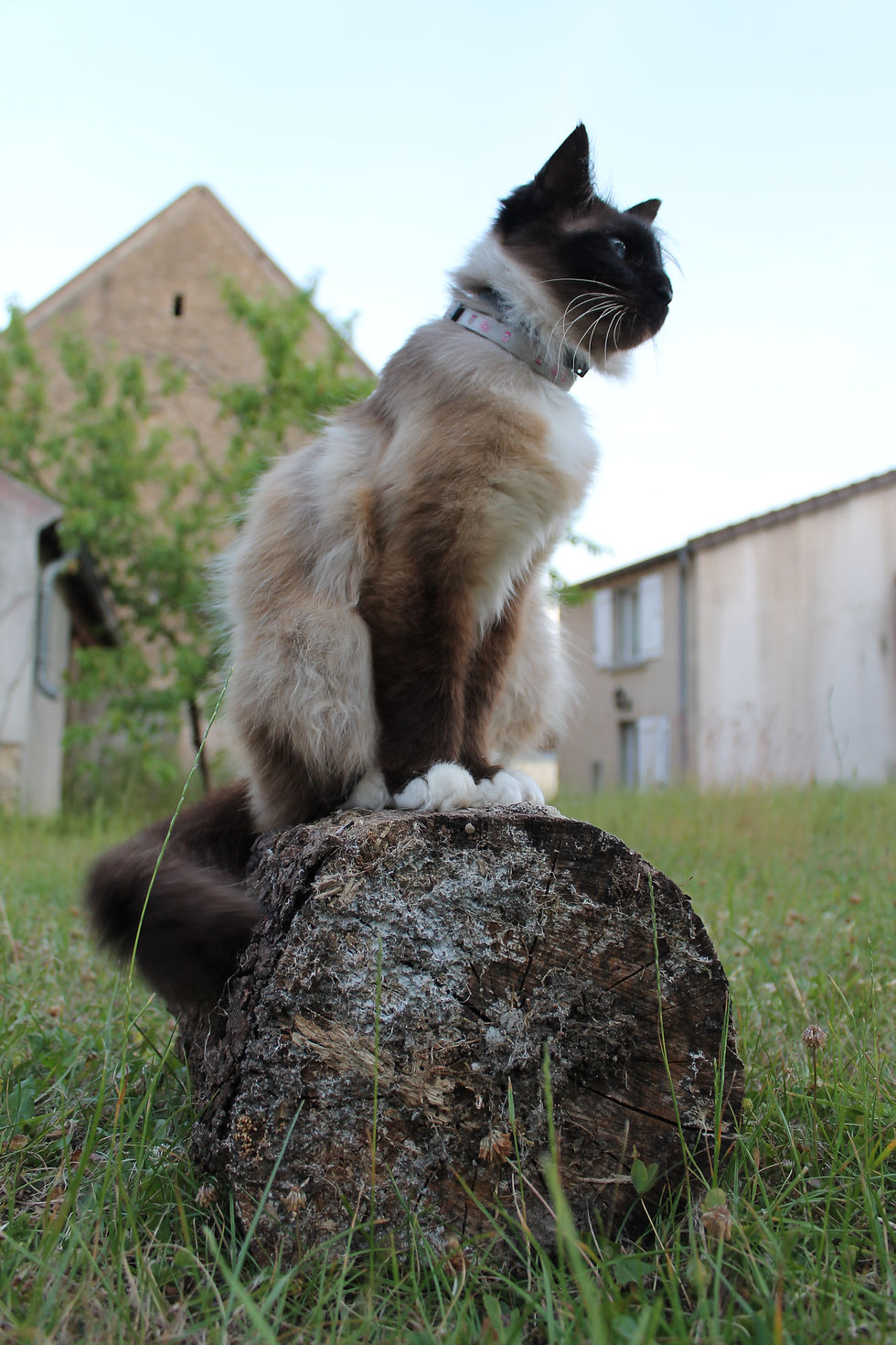 Ankara notre chatte