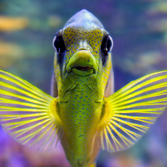 Fish.png