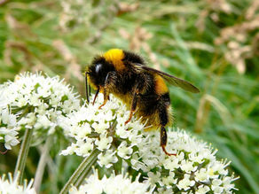 Bourdon sur une fleur