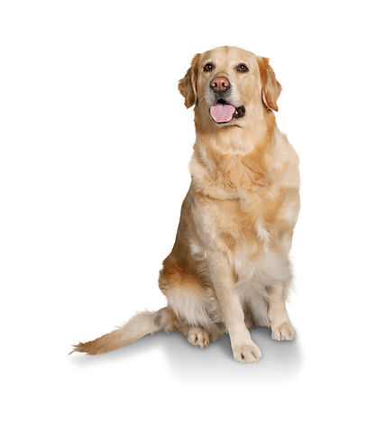 VitalPlan Perro