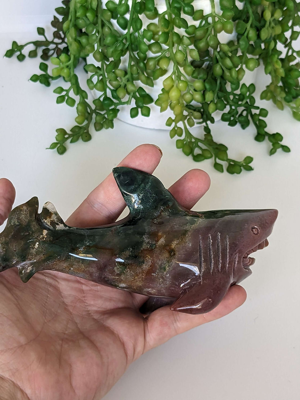 Thumbnail: Ocean Jasper Shark