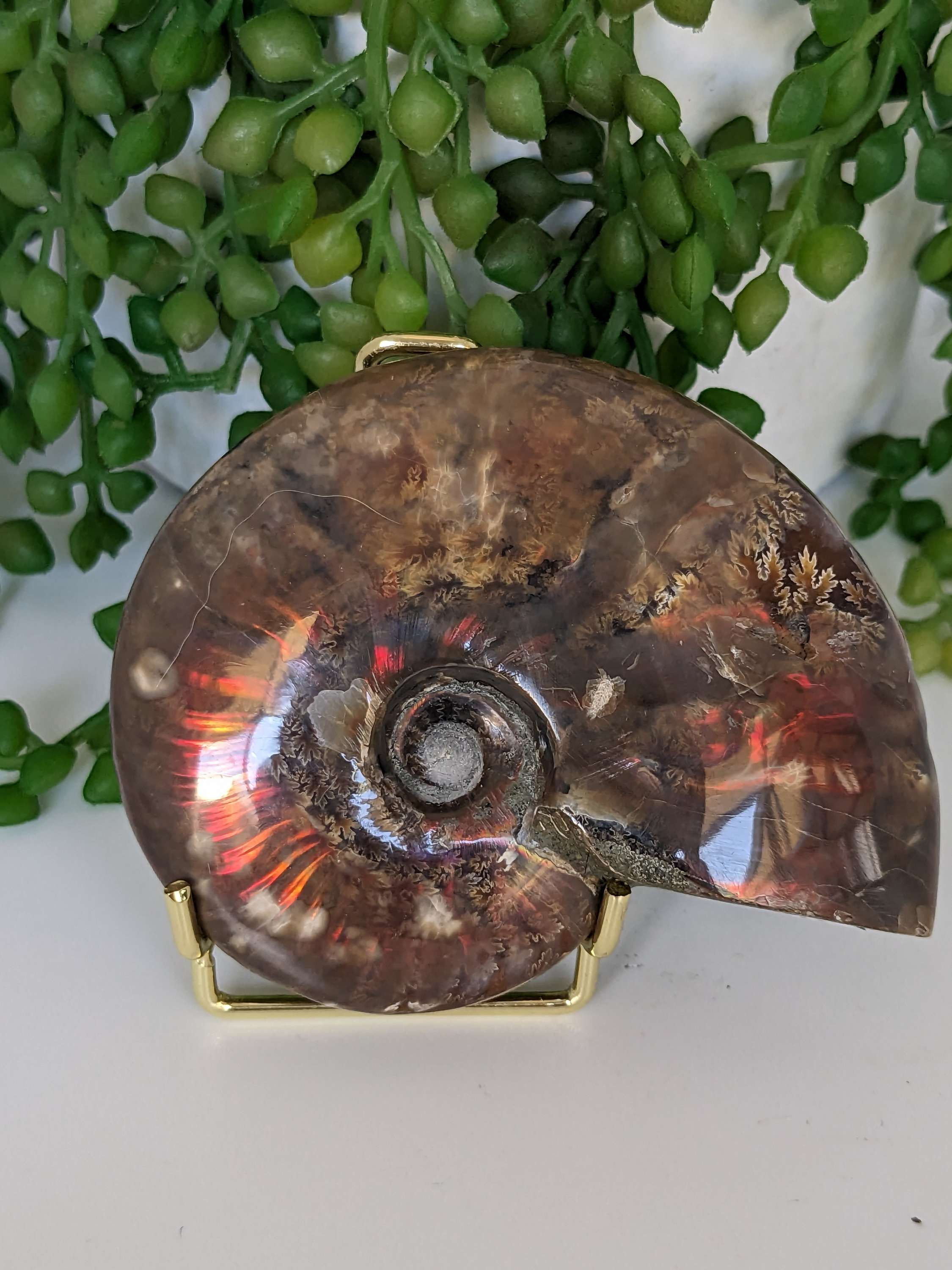 Ammonite
