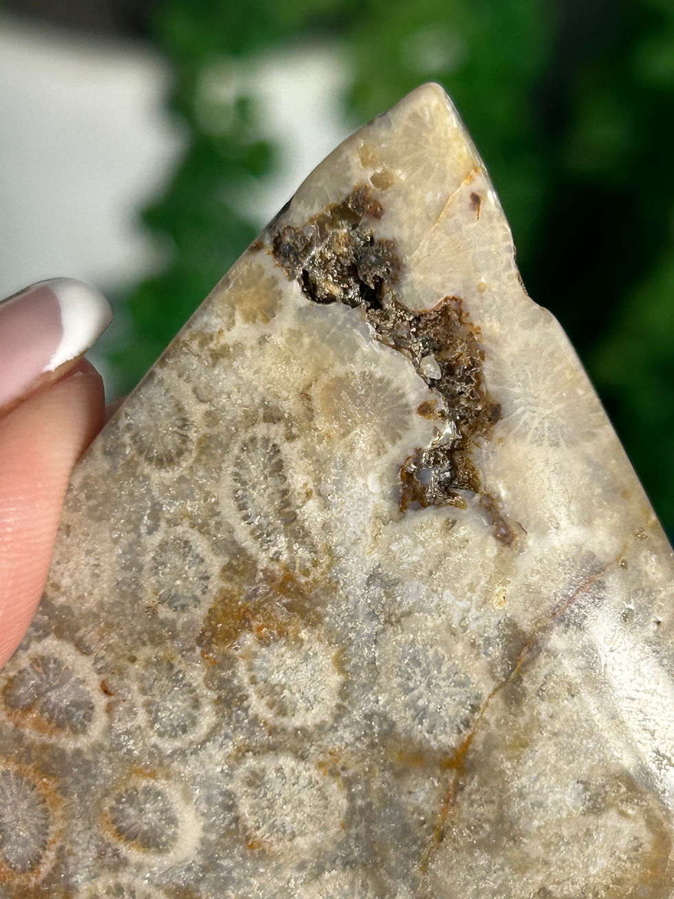 Thumbnail: Fossil Coral Freeform