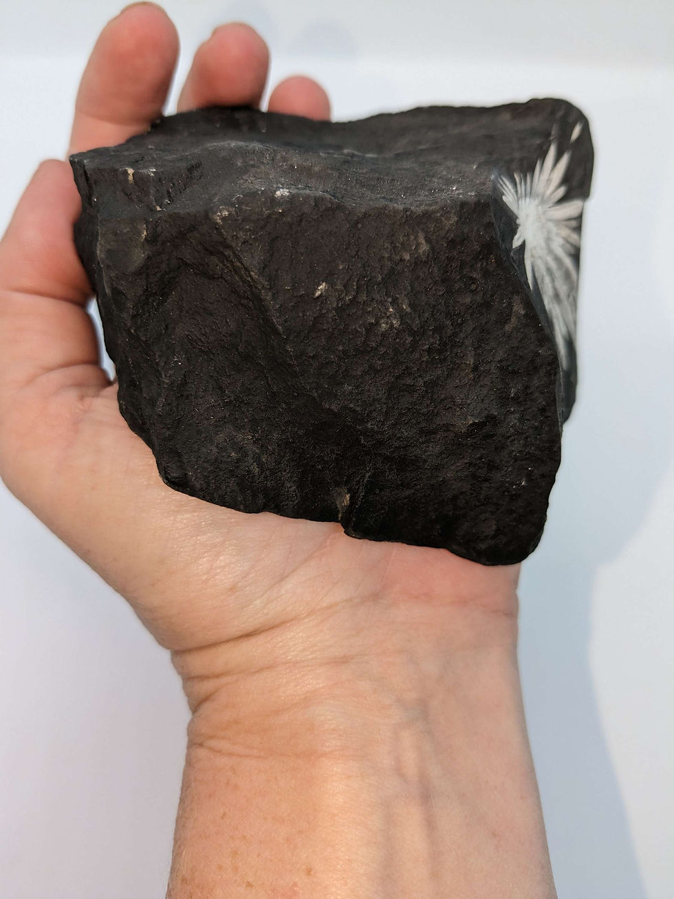 Thumbnail: Chrysanthemum Stone