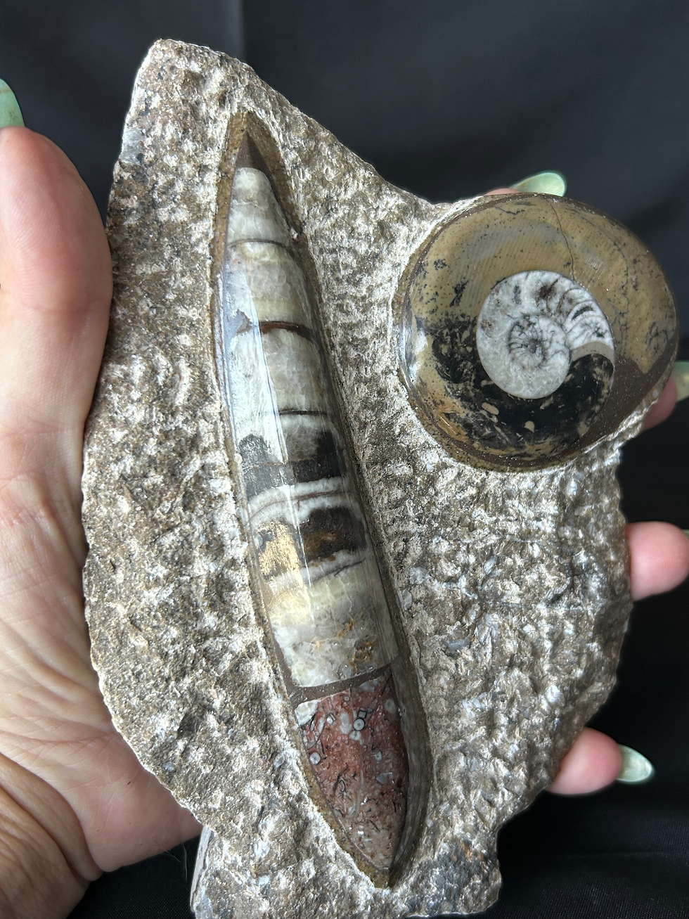 Thumbnail: Orthoceras and Ammonite Freeform