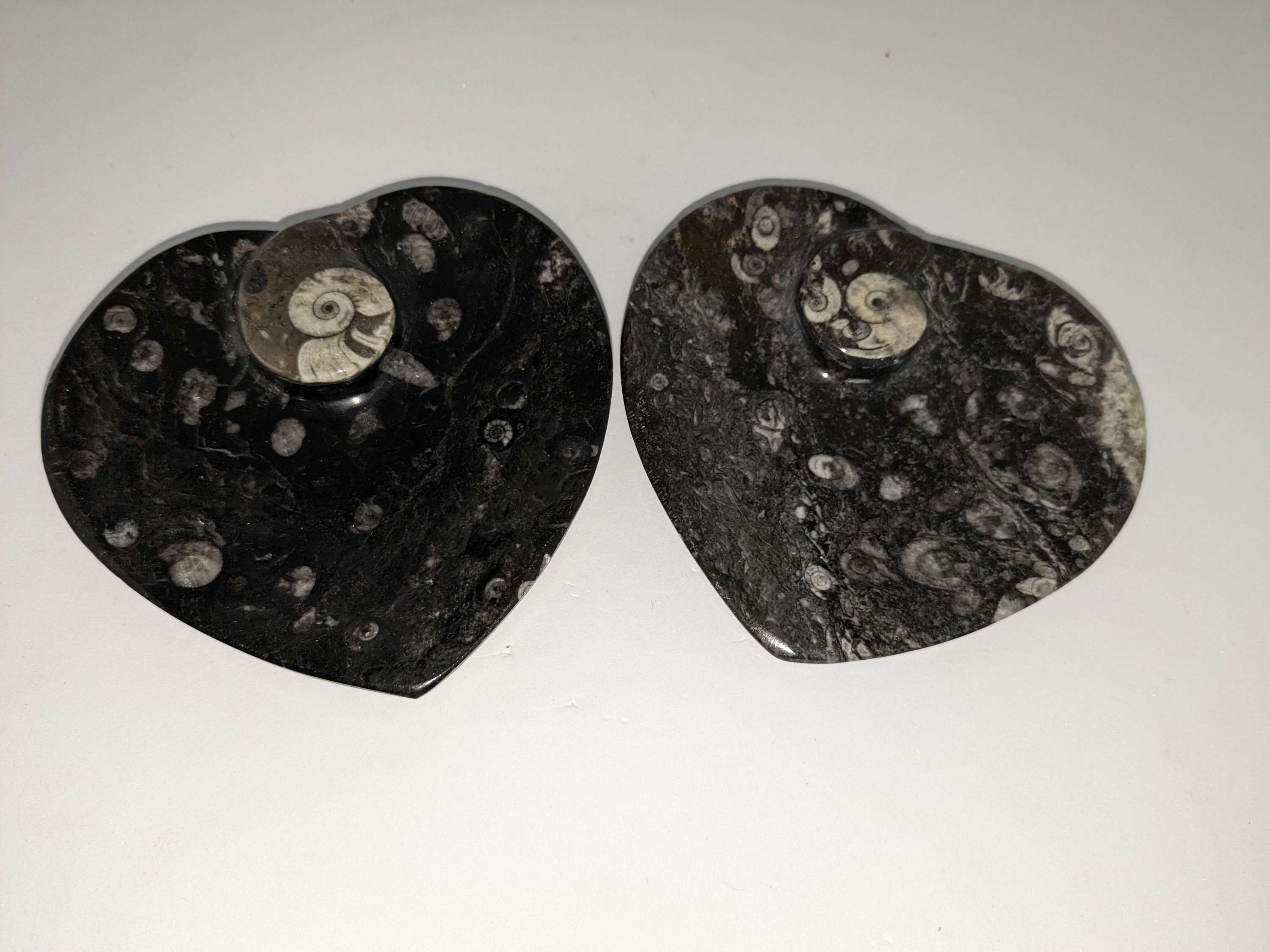Orthoceras Bowl