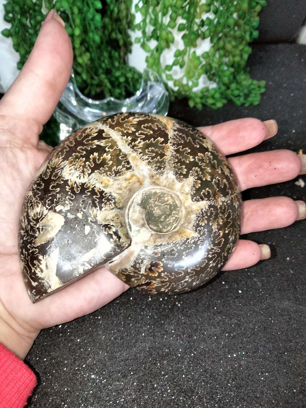Thumbnail: Large Ammonite