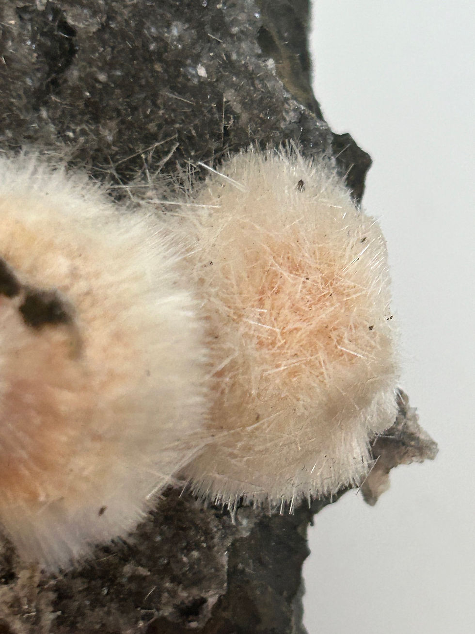 Thumbnail: Thomsonite Specimen