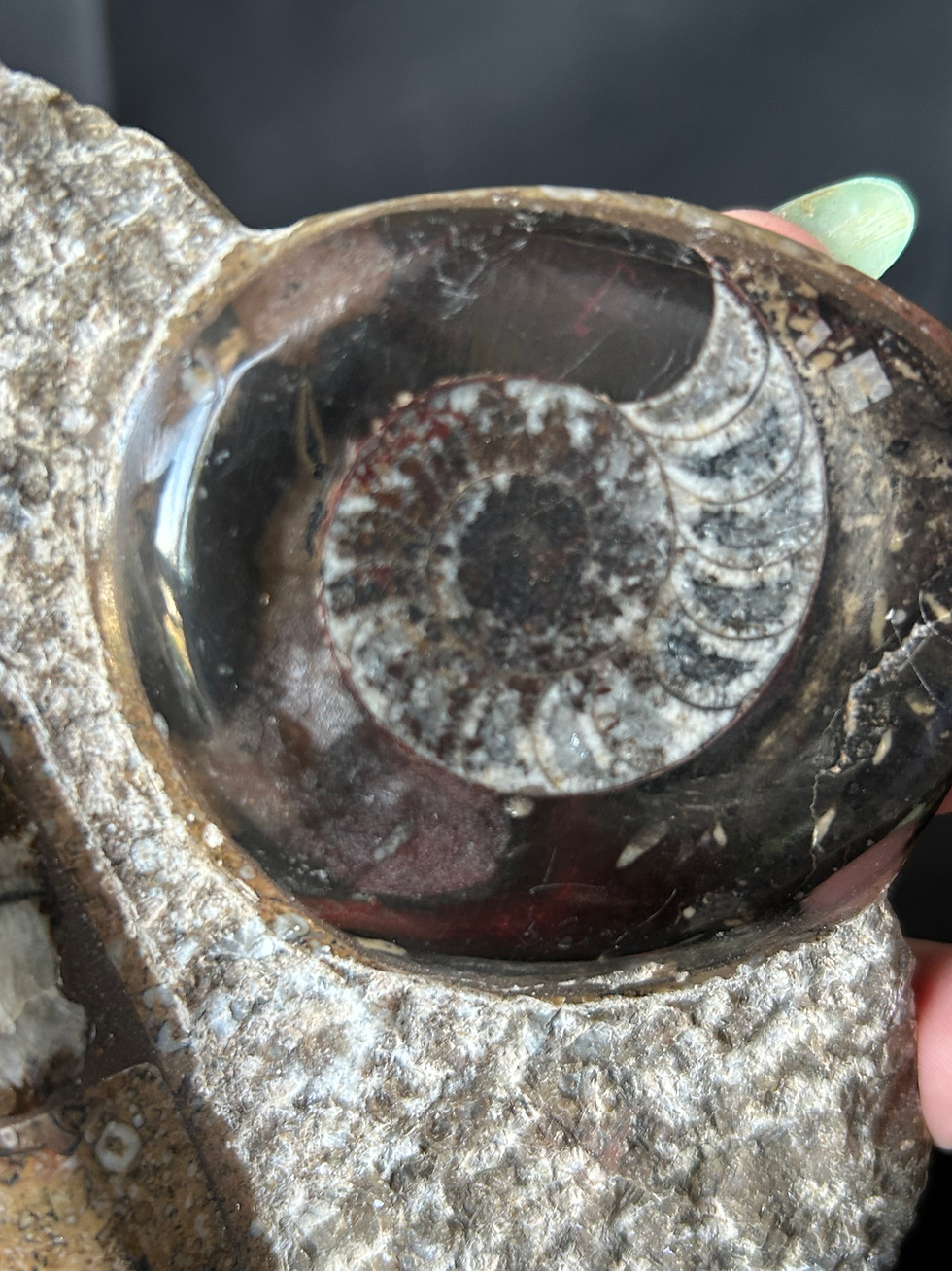 Thumbnail: Orthoceras and Ammonite Freeform