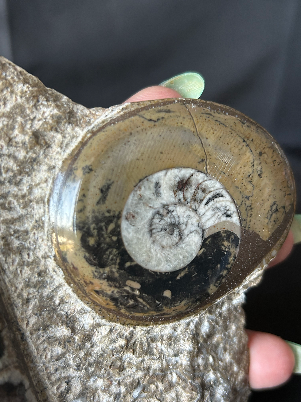Thumbnail: Orthoceras and Ammonite Freeform