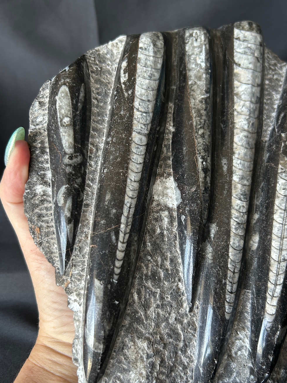 Thumbnail: Orthoceras Freeform