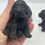 Thumbnail: Shungite Puppy