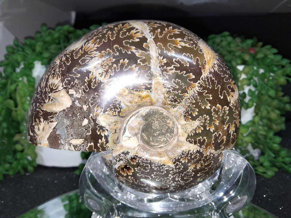 Thumbnail: Large Ammonite