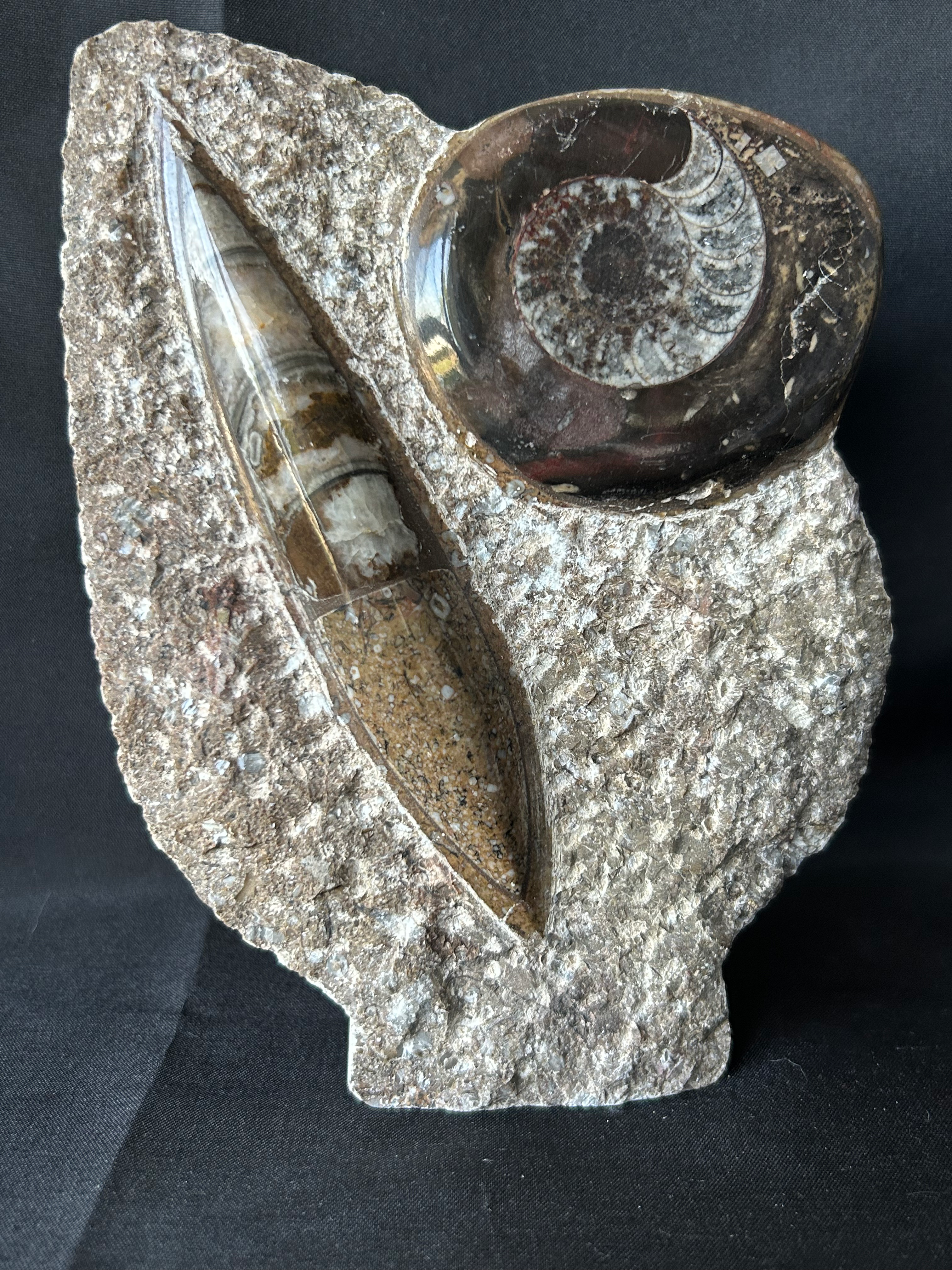 Orthoceras and Ammonite Freeform