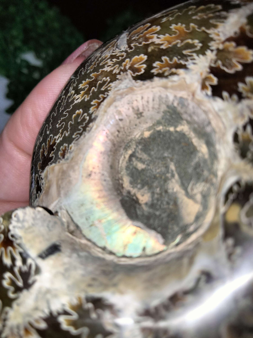 Thumbnail: Large Ammonite