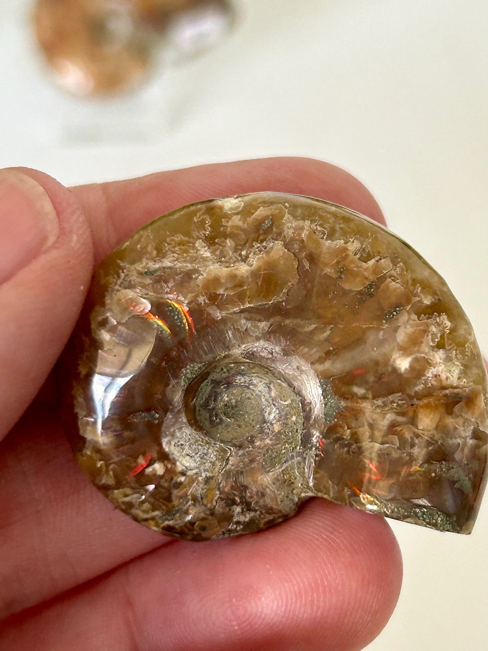 Thumbnail: Ammonite